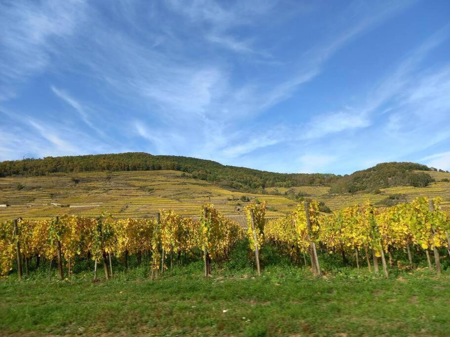 S'Gleina Gleck, In The Heart Of A Wine City, Charmant Studio 1 Piece Et 1 Salle De Bain Kaysersberg-Vignoble Bagian luar foto